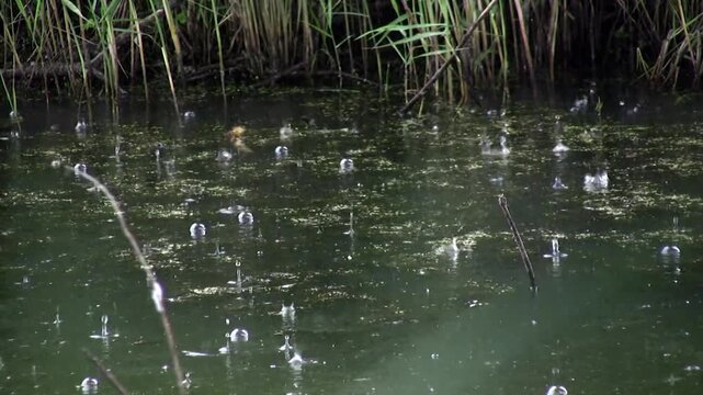 A serene pond scene with numerous bubbles rising to the surface surrounded by lush greenery and tall reeds