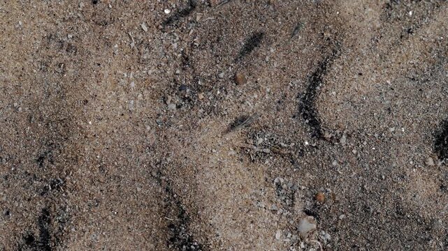 School of Tiny Coastal Fish Hovering Above Sandy Seabed in Clear Shallow Water