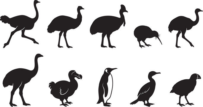 Flightless Bird and Ratite Silhouette Icon Set Featuring Ostrich, Emu, Cassowary, Kiwi, Penguin, and Dodo for Nature Graphics