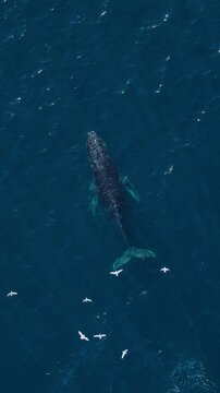 hump back whale