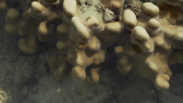 Finger Coral Colony in Shallow Tropical Reef at Low Tide
