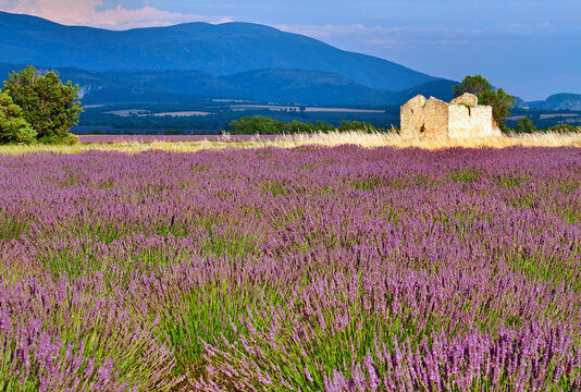 Lavender field at sunset in Provence, France.