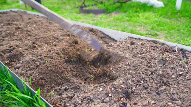 Mixing garden bed soil with chicken manure using hand hoe for fertilizing and tilling 