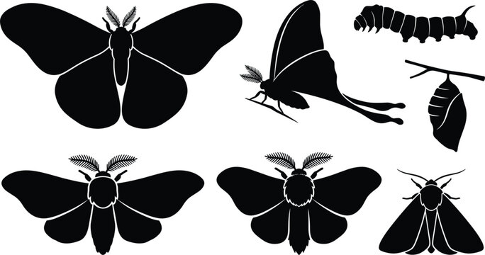 Moth Species and Life Cycle Silhouette Icon Set Featuring Luna Moth, Saturniid, Cocoon, Caterpillar, and Flying Insects for Nature Designs