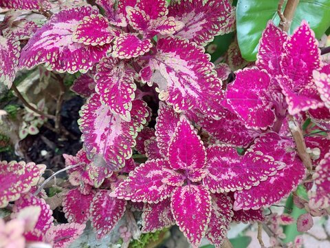 Vibrant close-up of a pink and magenta Coleus plant displaying colorful ornamental foliage with intricately textured patterns and serrated margins in a healthy summer garden. 