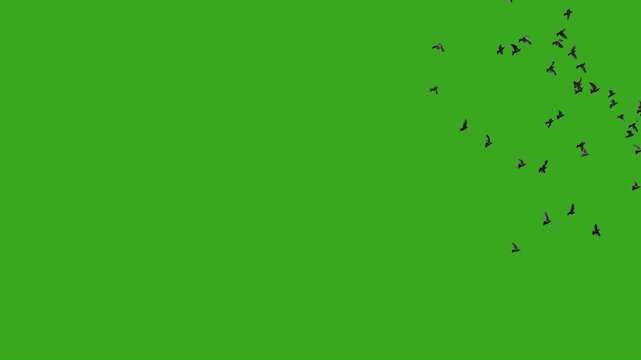 Flying Bird Flock Green Screen