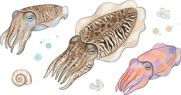Detailed vector illustration set of cuttlefish species with tentacles, marine elements, sea shells, and ocean eggs isolated on a clean white background.