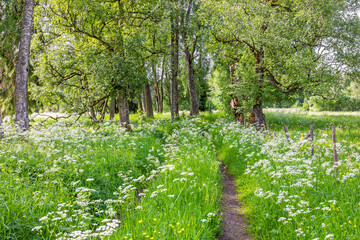 Fototapeta premium Path in lush green birch grove with flowering cow parsley in a meadow