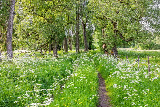 Path in lush green birch grove with flowering cow parsley in a meadow