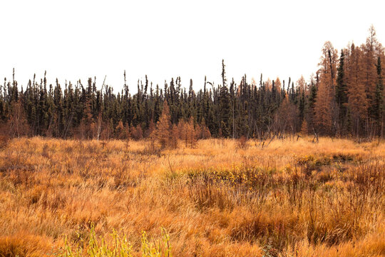 Colorful plants in autumn in Canada