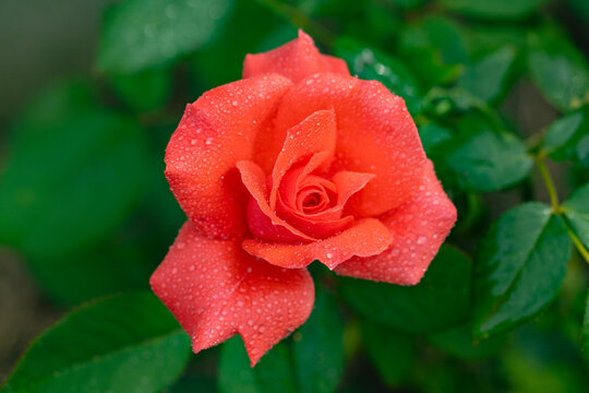 Close up of a coral rose with dew water drops