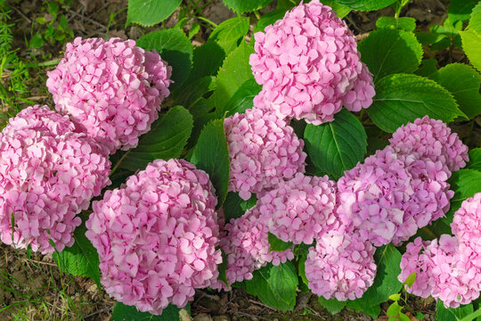 A bush of blooming hydrangea in the garden