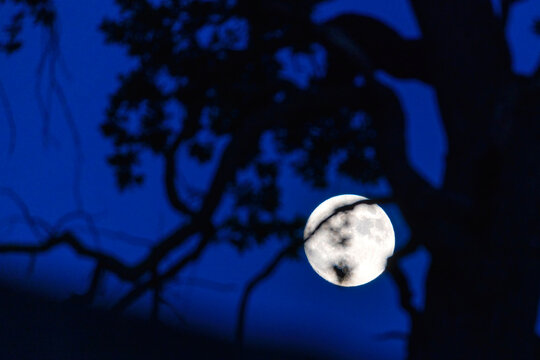 Halloween horror scene with trees and full moon in misty night forest