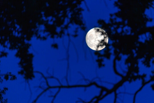 Bright full moon shines over dark forest at night and trees silhouette against sky