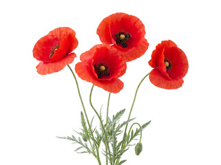 Obraz premium Red Poppy Flowers With Stems On Transparent Background