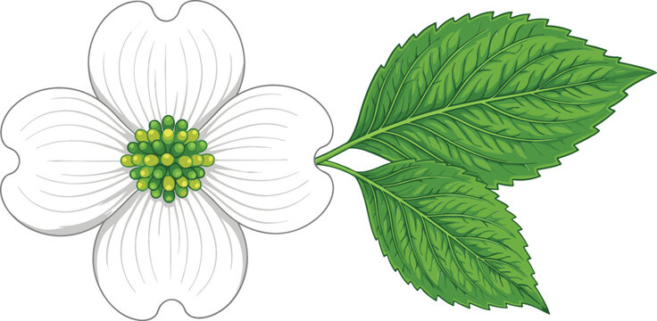 White Dogwood Flower Blossom with Green Leaves Hand Drawn Vector Illustration Isolated on White Background for Botanical Wedding and Cosmetic Packaging Designs
