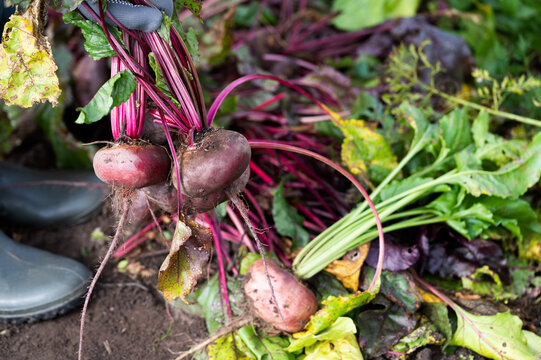 Just uprooted organic raw red beets in hand of worker in farmer&rsquo;s garden, fresh beetroots close up, homegrown vegetables concept
