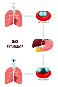 Gas exchange. Red Blood Cells with Oxygen and carbon dioxide molecules. Oxygen transport cycle. Human respiratory system.