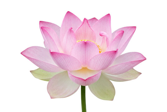 Pink lotus flower bloom on transparent background