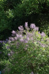 Obraz premium lila fragrante flowers of lilac bush
