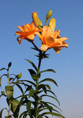 pretty orange flowers of lilies in the garden
