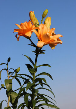 pretty orange flowers of lilies in the garden