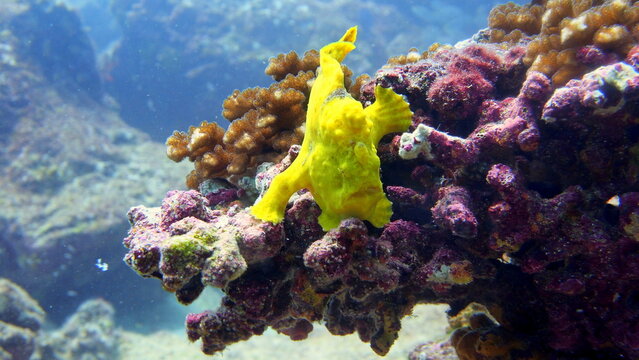 Close-up Underwater View of a Vibrant Yellow Frogfish on a Coral Reef in Coiba National Park, Panama
