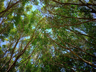 Fototapeta premium Fresh woodland scenery with blooming nature