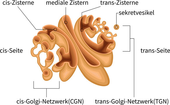 Golgi Apparatus Anatomy with Cis Face, Medial Cisternae, Trans face, CGN, TGN and Secretory Vesicles