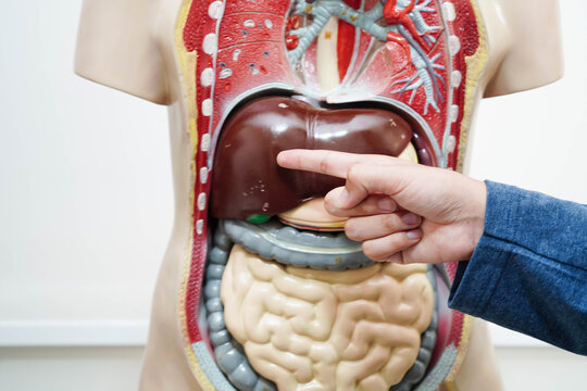 Asian student learning with human body model in anatomy biology in classroom at high school.