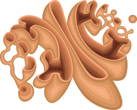 Golgi Apparatus Anatomy with Cis Face, Medial Cisternae, Trans face, CGN, TGN and Secretory Vesicles