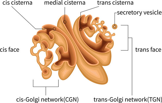 Golgi Apparatus Anatomy with Cis Face, Medial Cisternae, Trans face, CGN, TGN and Secretory Vesicles