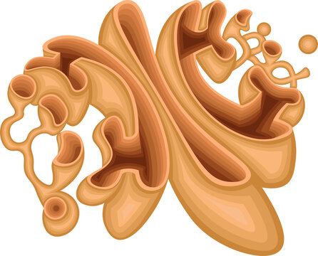 Golgi Apparatus Anatomy with Cis Face, Medial Cisternae, Trans face, CGN, TGN and Secretory Vesicles
