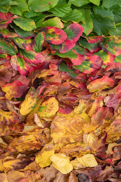 autumn leaves on the ground in color gradient from green to red and yellow