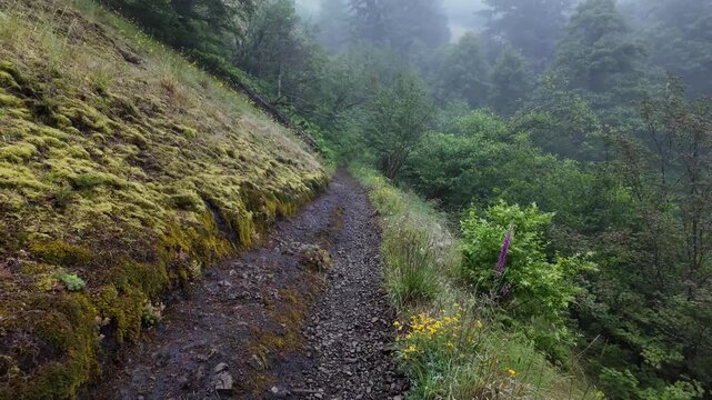 4K smooth action camera hiking footage along a dense forest trail on Saddle Mountain in Oregon's Coast Range, Pacific Northwest, USA. Ideal for nature, adventure, travel and background b-roll