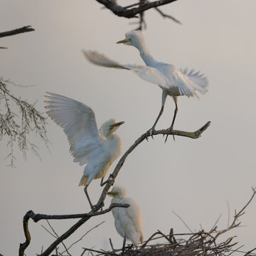Two Western cattle egrets (Ardea ibis) fighting in a tree at a lagoon in the Camargue, France.