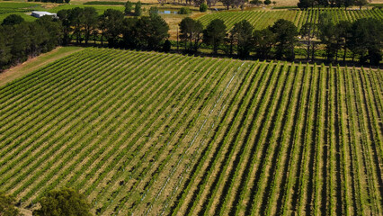 Fototapeta premium Aerial View of Symmetrical Green Vineyard Rows in Canberra Australia