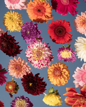abstract colorful seamless dahlia flowers on mirror with their reflection and blue sky background