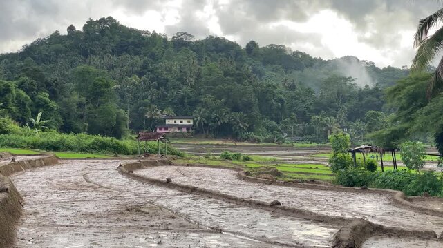 Misty Rural Paddy Fields Prepared for Rice Cultivation Beneath Forest Hills Showcasing Traditional Agriculture Landscape in Peaceful Sri Lankan Countryside