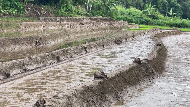 Misty Rural Paddy Fields Prepared for Rice Cultivation Beneath Forest Hills Showcasing Traditional Agriculture Landscape in Peaceful Sri Lankan Countryside