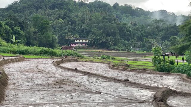 Misty Rural Paddy Fields Prepared for Rice Cultivation Beneath Forest Hills Showcasing Traditional Agriculture Landscape in Peaceful Sri Lankan Countryside