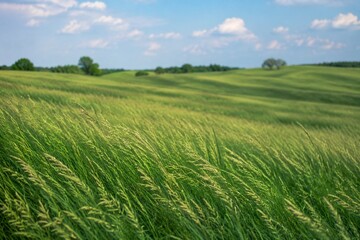 Fototapeta premium Vast field of bluegrass swaying in the breeze under a soft sky.