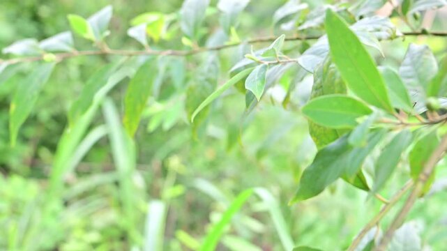 Wild herbs picked in summer - Litsea cubeba fruit