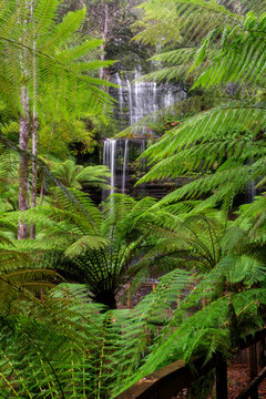 Lush green fern forest and Waterfall Tasmania