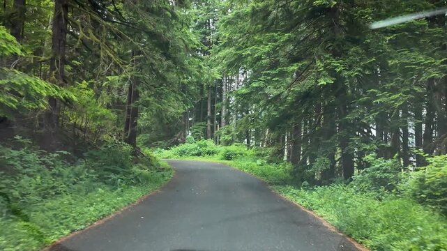 4K smooth action camera driving footage along a forest road toward the Saddle Mountain trailhead in Oregon's Coast Range, USA. Driver's POV through dense Pacific Northwest woodland