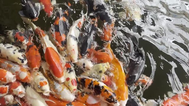 Top view of a human hand feeding colorful koi fish swarming and opening their mouths at the water surface in a garden pond