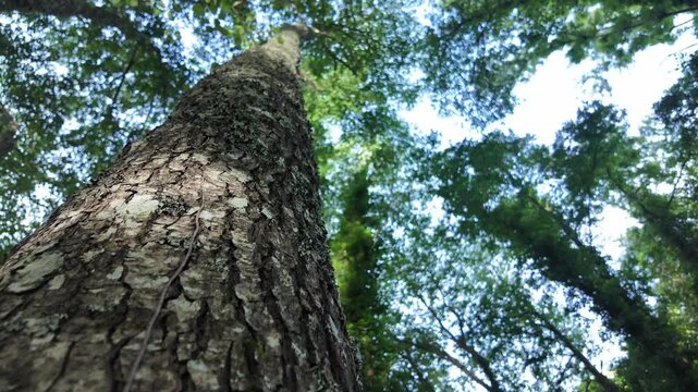 Closeup shot of a bark of a tall tree on the riparian forest.