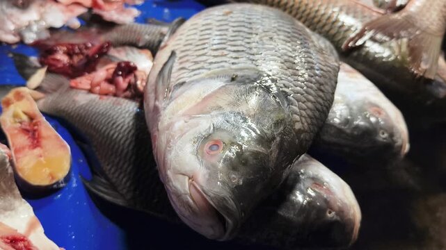 Close up of fresh raw whole fish and fillets displayed on a blue surface at a traditional wet market in India. Ideal for food industry and travel documentaries.
