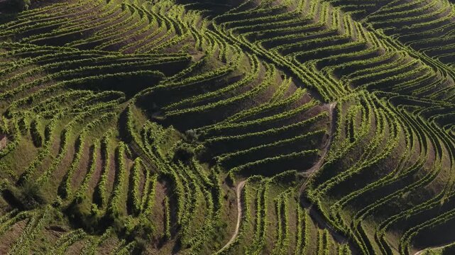 Stunning Drone Footage of Alto Douro Valley Vineyard Plantations and Wine Terraces