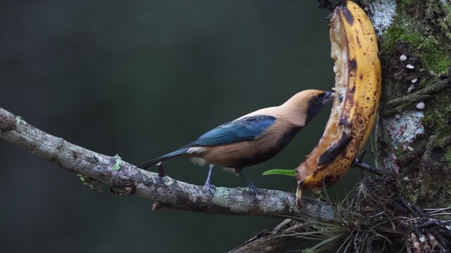 Banana eating Burnished-buff Tanager bird in Brazil Atlantic Rainforest jungle